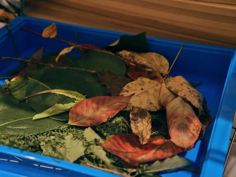 Tray of collected autumn leaves