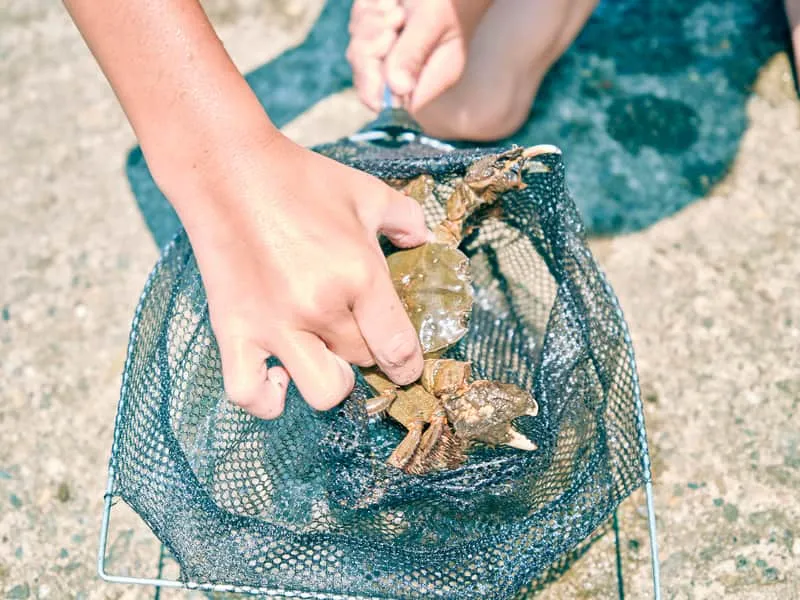 Children observing crabs in a net