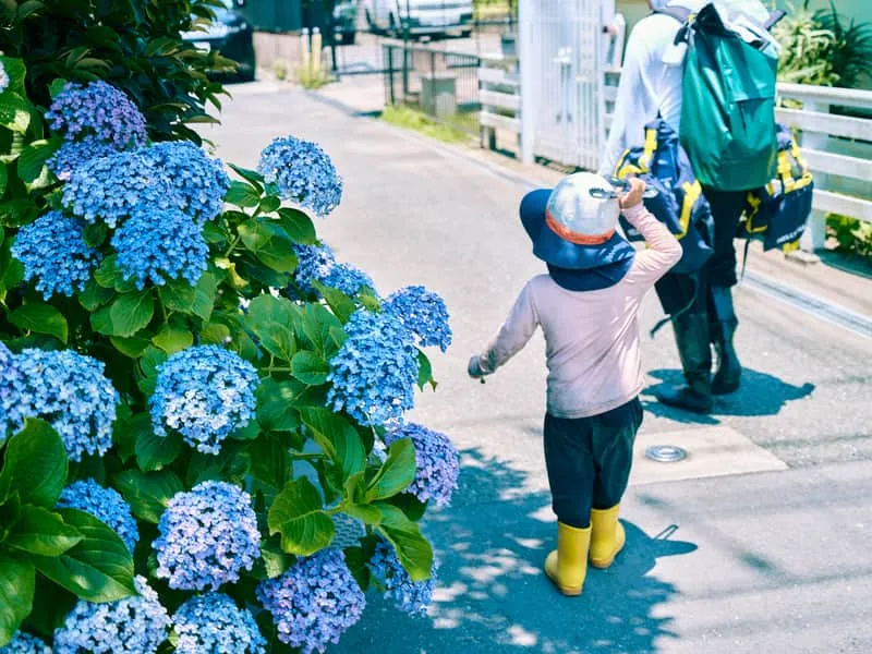 Child walking past blooming hydrangeas