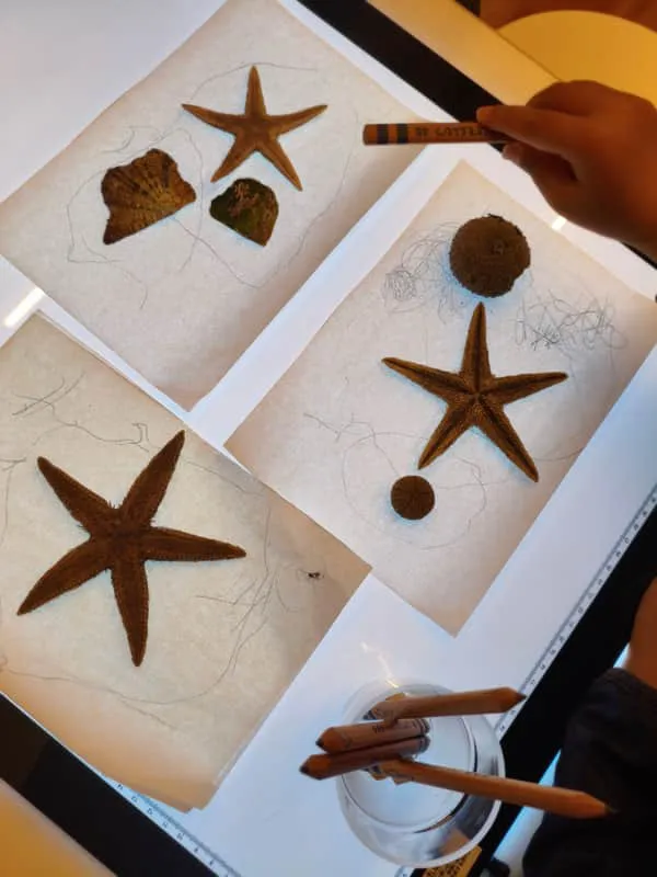 Child drawing starfish on a light table