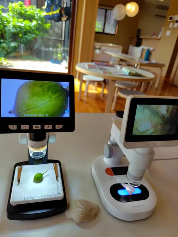 Magnified plant specimens under microscope