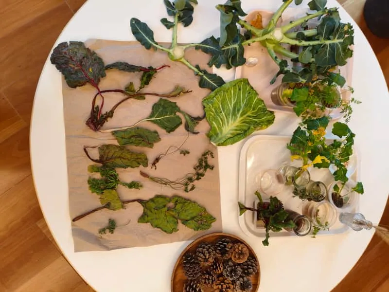 Display of vegetables, leaves, and pinecones