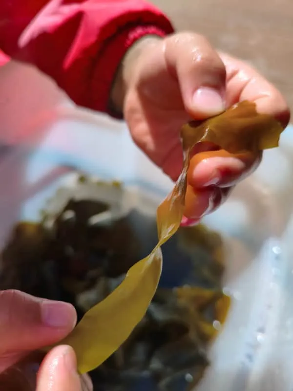 Child exploring the texture of seaweed